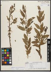 Foto von Salix triandra subsp. bornmuelleri (Hausskn.) A. K. Skvortsov